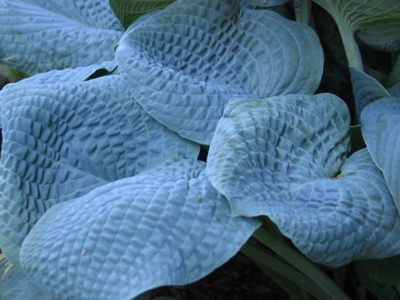 Hosta Sapphire Pillows 5.25" Pot Well Rooted Perennial Shade Plant