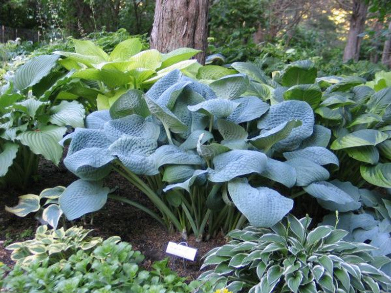 Hosta Sapphire Pillows 5.25" Pot Well Rooted Perennial Shade Plant