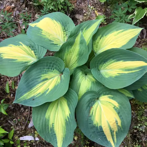 Hosta Smash Hit 5.25" Pot Well Rooted Perennial Shade Plant