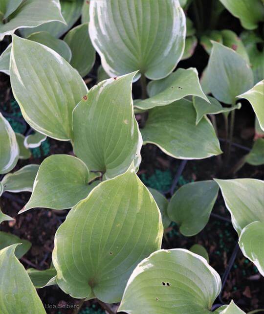Hosta Sugar Cookie 5.25" Pot Well Rooted Perennial Shade Plant