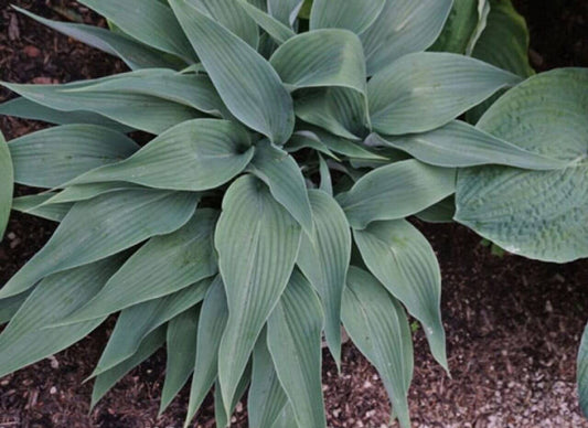 Hosta Talking Point 5.25" Pot Well Rooted Perennial Shade Plant