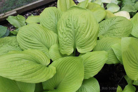 Hosta Tom Terrific 5.25" Pot Well Rooted Perennial Shade Plant
