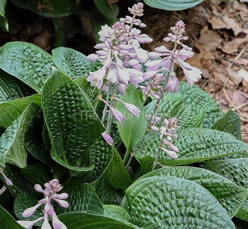 Hosta Alligator Rock 5.25" Pot Well Rooted Perennial Shade Plant