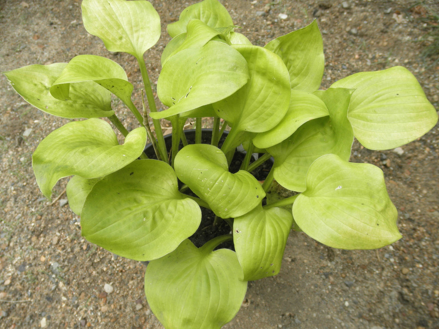 Hosta Vanilla Cream 5.25" Pot Well Rooted Perennial Shade Plant