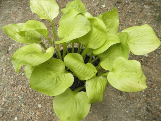 Hosta Vanilla Cream 5.25" Pot Well Rooted Perennial Shade Plant
